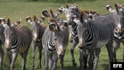  Una manada de cebras camina por la Pradera Africana del Zoológico Nacional de Cuba, en La Habana