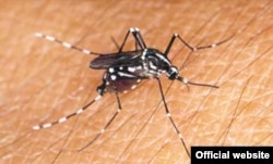 El Aedes albopictus o mosquito tigre asiático.