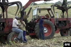 Dos campesinos conversan en un campo de caña, junto a una cortadora-alzadora.