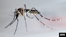 Mosquito trasmisor Aedes Aegypti.